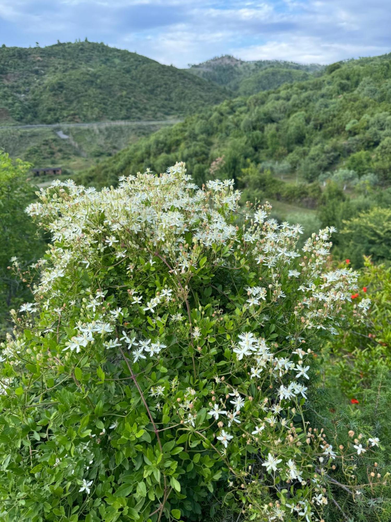 Qyteza Guest House & Camping Szkodra Zewnętrze zdjęcie